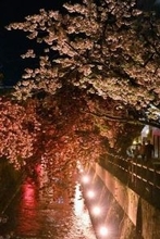 ［大分県］夜に輝く八重桜　日田の中野川