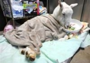 北九州市・到津の森の「ヨウヘイ」の生きる姿に共感　17歳ヤギ永眠、「命を全うする姿に感動」全国から追悼