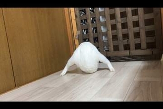 「どうなってるんです？？？」〝謎生物〟にネット騒然「怪異かと思った」 ⇒ 動画公開で真相判明「そういうことか！」