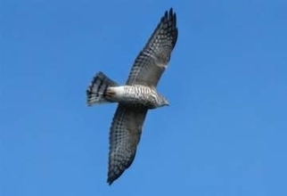 ［長崎県］秋空に舞うアカハラダカ　佐世保市・烏帽子岳で渡り観察