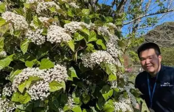 ［長崎県］ハクサンボク　トビカズラ　九十九島の夏の花、見頃迎える