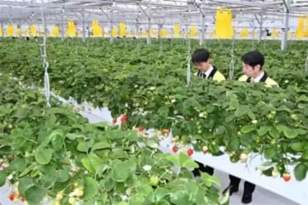 イチゴ狩り、佐賀・基山町の新名所に　げんき農場にオープン　高設栽培　5種1万7600株