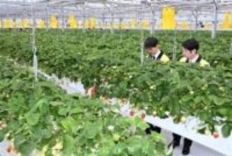 イチゴ狩り、佐賀・基山町の新名所に　げんき農場にオープン　高設栽培　5種1万7600株