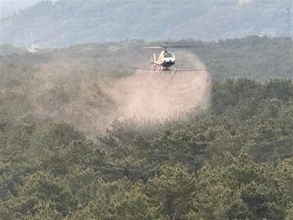 虹の松原で薬剤空中散布　佐賀・唐津市、松くい虫の被害防止へ
