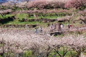 大分・大山町で梅見頃、15日までまつり　日田市
