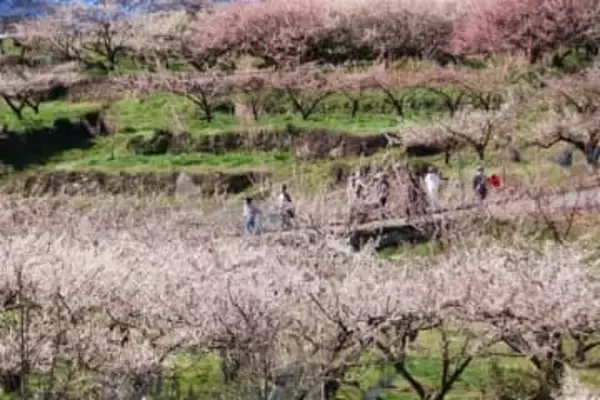 大分・大山町で梅見頃、15日までまつり　日田市