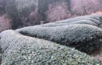 福岡県に霜注意報　福岡、北九州地方には強風注意報も　雷注意報は解除（3月6日午前11時50分福岡管区気象台発表）