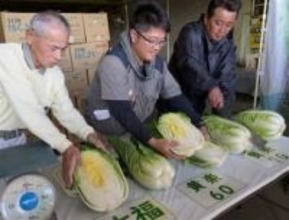 ［大分県］白菜の出来栄え上々　日田の部会が目均し会　残暑乗り越え高品質に