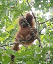 オランウータン6歳半まで母乳で子育て　九州大などの研究班が生態解明