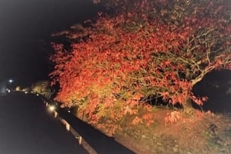 夜の紅葉、今年も　福岡・うきは市の延寿寺川沿い