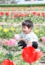 福岡・小郡市「光行チューリップ園」で1万2000本が見頃