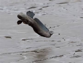 ムツゴロウ、福岡、佐賀両県で「絶滅危惧」から外れる　専門家は慎重な見解も