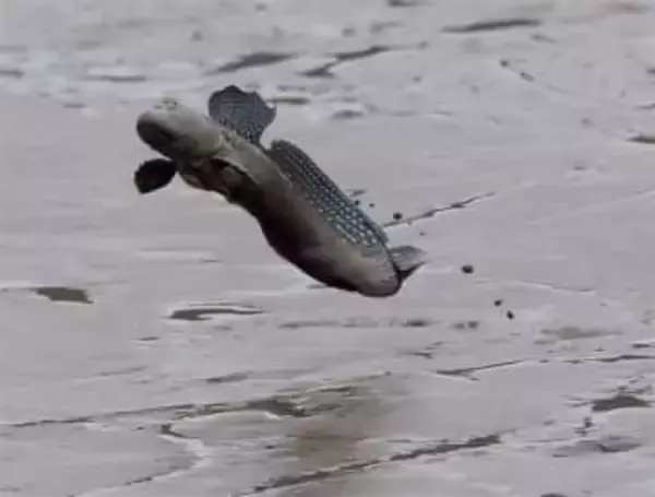 ムツゴロウ、福岡、佐賀両県で「絶滅危惧」から外れる　専門家は慎重な見解も