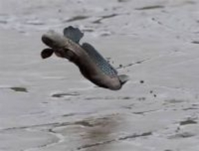 ムツゴロウ、福岡、佐賀両県で「絶滅危惧」から外れる　専門家は慎重な見解も