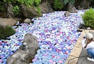 滝池に華やぐアジサイ　福岡・直方市の福智山ろく花公園で花手水