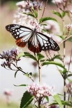 ［長崎県］旅するチョウ　島原で羽休め　火張山花公園にアサギマダラ