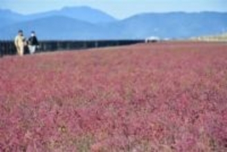 ［佐賀県］東よか干潟「赤いじゅうたん」　佐賀市　シチメンソウが見頃