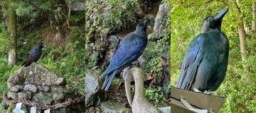 まるで神の使い？出雲大神宮に現れた〝虹色に輝く〟カラス ⇒ 近くで見ると……青や紫に光る羽に「ヤタガラスさんの化身かもね」