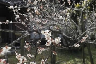 「復活」の兜梅が満開　熊本・天草市の延慶寺、今週まで見頃