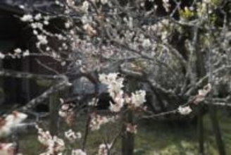 ［熊本県］「復活」の兜梅が満開　天草市・延慶寺、今週まで見頃