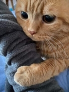 「これじゃどこにも行けない…」飼い主の腕にしがみつく猫の〝困り顔〟甘えん坊な姿に「もう諦めて下さい」