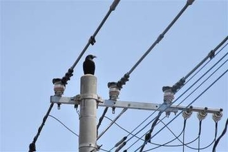 カラスの威嚇に注意　繁殖期で攻撃行動増加　福岡県が対策呼びかけ