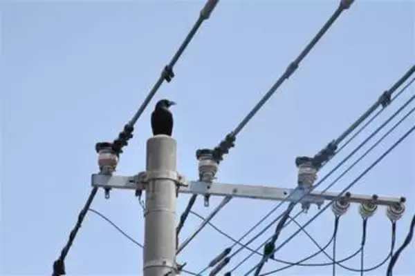カラスの威嚇に注意　繁殖期で攻撃行動増加　福岡県が対策呼びかけ
