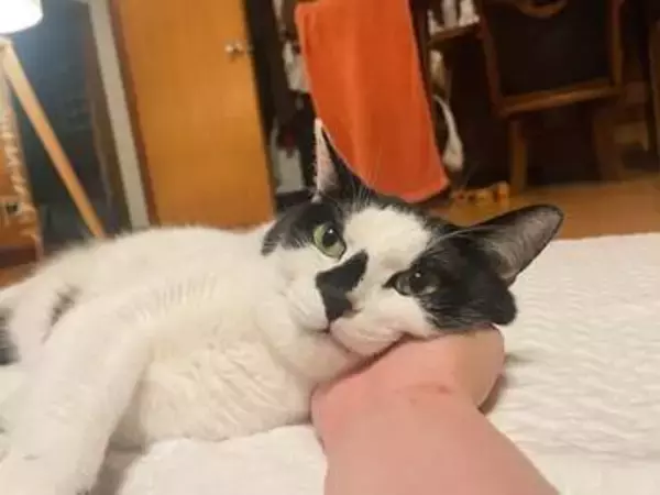 人間の手を枕にする猫〝当然のような表情〟に共感続々「ベッドされて当たり前」「じゃあこのまま寝ます…」