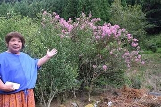 サルスベリ雨ニモマケズ　大分・日田市の井下さん宅で見頃
