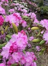 「シャクナゲ」霊峰に映え　福岡・添田町の英彦山花園　5000株が見頃