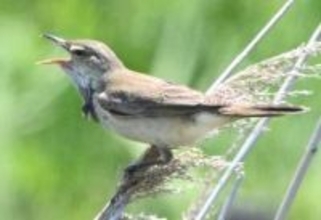 福岡市に初夏の渡り鳥渡来　「ギョギョシ」、オオヨシキリがアイランドシティに