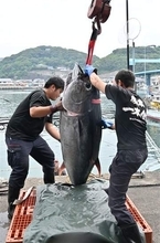 長崎・壱岐で1本釣りクロマグロ豊漁　福岡や東京に出荷