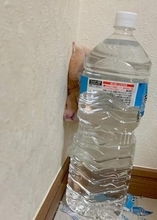 好奇心旺盛なハムスター ⇒〝いたずら防止〟を突破しようとして…とんでもない姿に「こんなことなります？」「挟まりハム」