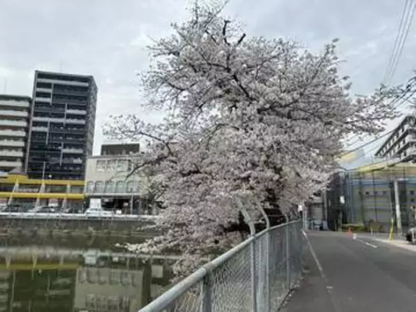 樹齢100年の桜が消えた福岡・春日市の龍神池　埋め立て工事へ　ため池と生き物の行方は