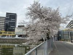 樹齢100年の桜が消えた福岡・春日市の龍神池　埋め立て工事へ　ため池と生き物の行方は