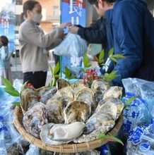 長崎特産の小長井牡蠣、諫早で販売本格化　全国的な不漁受け豊洲市場からも出荷要請