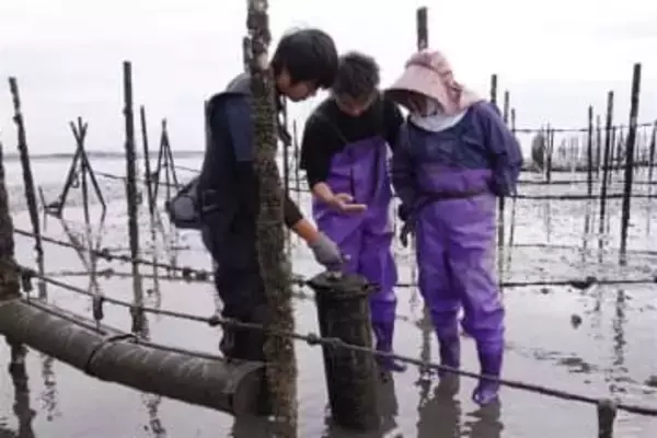 カキを「スマート養殖」　熊本・荒尾干潟で漁協、データ蓄積や生産性向上へ