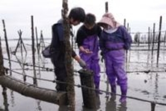 ［熊本県］カキ「スマート養殖」始動　データ蓄積、生産性向上へ　荒尾干潟で漁協　若手参入にも期待