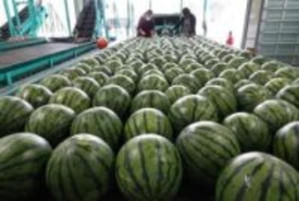 ［熊本県］鹿本の大玉スイカ　甘さ十分品質良好　植木町で出荷始まる