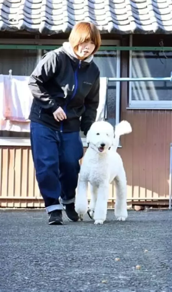 ［長崎県］「もふもふ警察犬」誕生なるか　大村の指導手・佐伯さんスタンダードプードル育成中　九州初の犬種、「いつかこの子と人助けを」