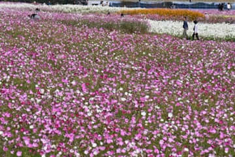 2000万本のコスモス、大分・中津市で見頃　映画のヒマワリ畑再現も