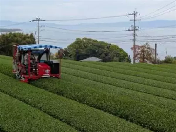 葉の緑鮮やか、生育順調　長崎・東彼杵町で茶摘み始まる