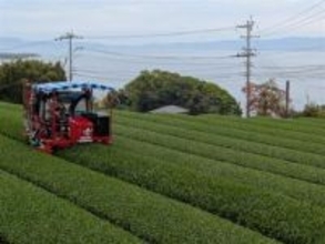 ［長崎県］葉の緑鮮やか、生育順調　東彼杵町で茶摘み始まる