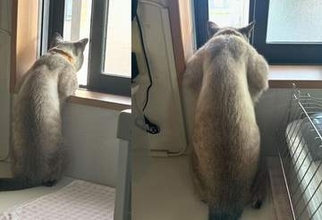 行き倒れて保護された1歳の子猫 ⇒ 背中から見ると…「凄い！！」驚きの姿に「オーガ出てる笑」「刃牙刃牙」