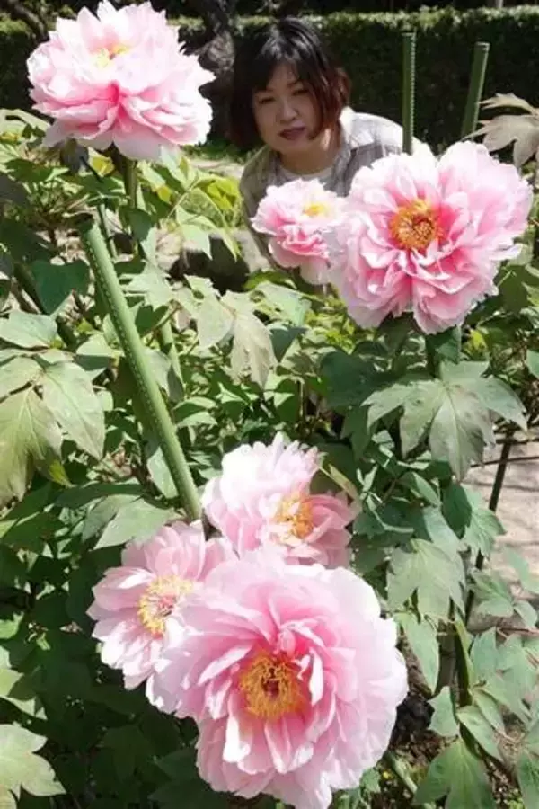 ［熊本県］滔天ゆかりのボタン開花　宮崎兄弟生家　11日に茶会も　荒尾市