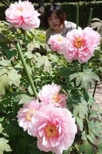 ［熊本県］滔天ゆかりのボタン開花　宮崎兄弟生家　11日に茶会も　荒尾市