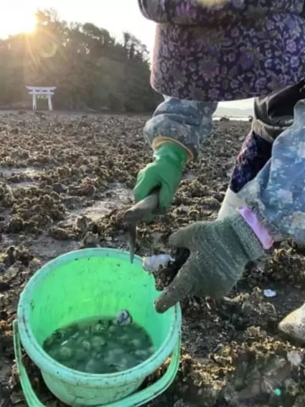 ［長崎県］「身が締まって上等」　壱岐・内海湾で地ガキ採り