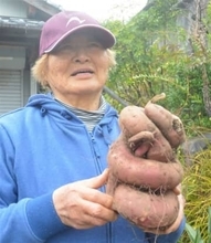 ［長崎県］巳年の終わりに贈り物？　ヘビみたいなサツマイモ　大村市