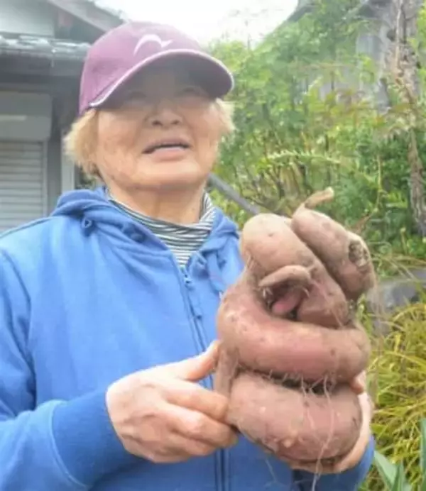 長崎・大村市でヘビみたいなサツマイモ　巳年の終わりに贈り物？