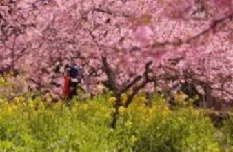 ［大分県］菜の花競演　河津桜見頃　日田・求来里喜平の里